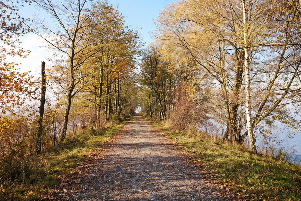 Herbstlicher Waldweg im Sonnenlicht
